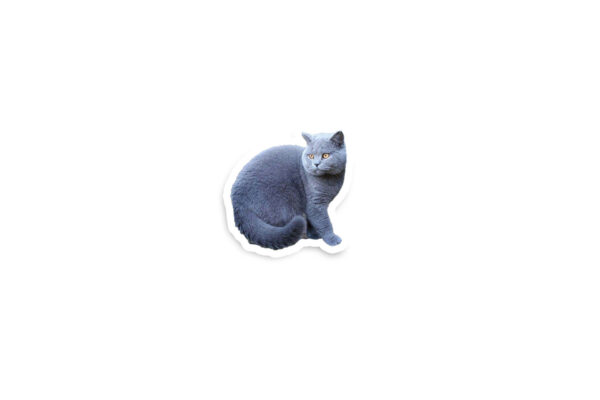 Turn Your Pet Into A Glossy Sticker - Image 3